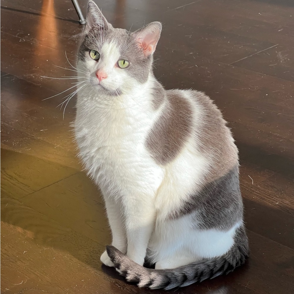 Meet your Posher, Cheng